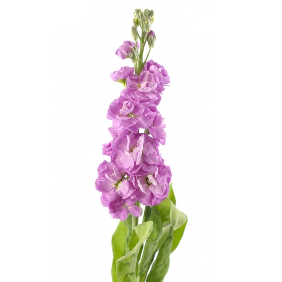 51 Розовая Маттиола